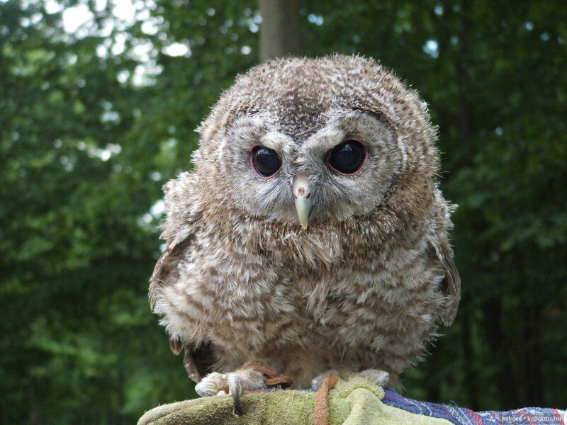 Young Tawny Owl — Brown