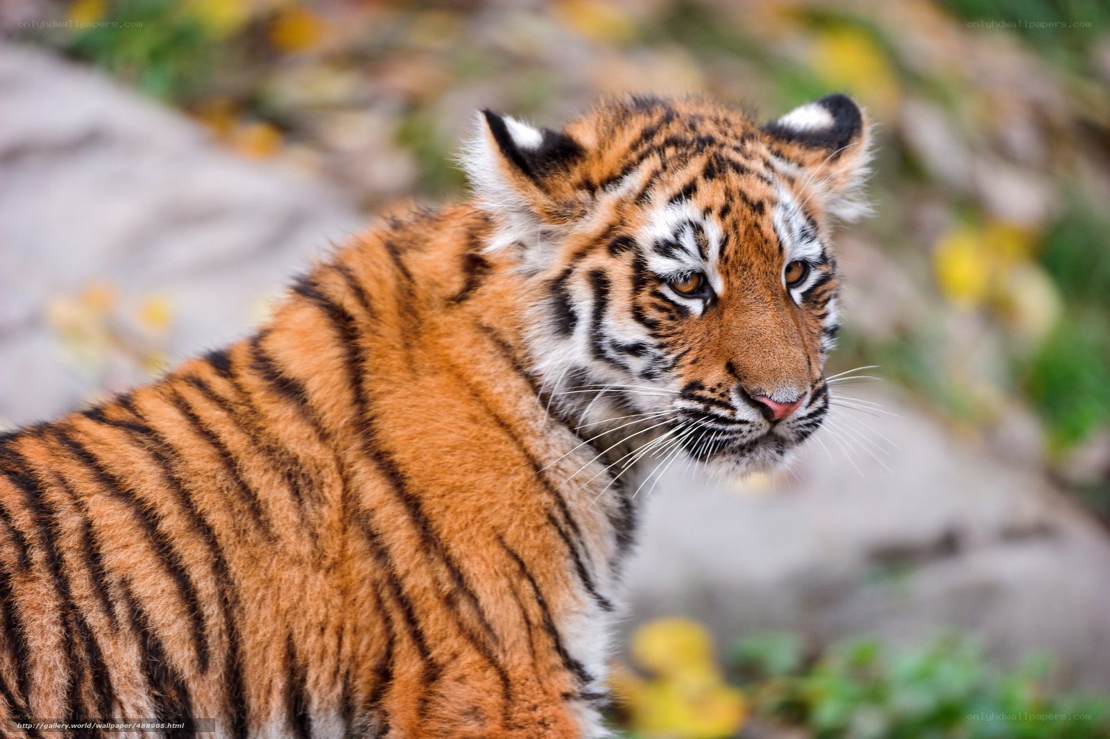 Young tiger cub in focus