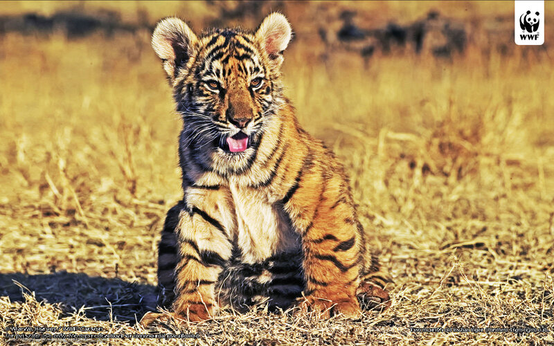 Young tiger cub in grass