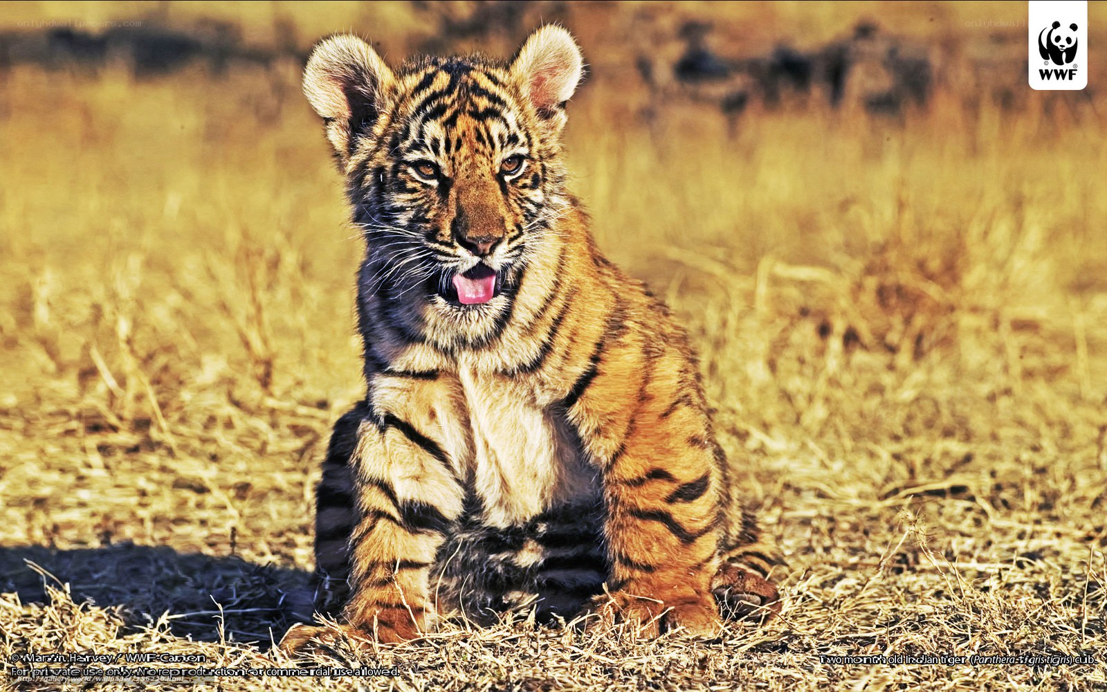 Young tiger cub in grass