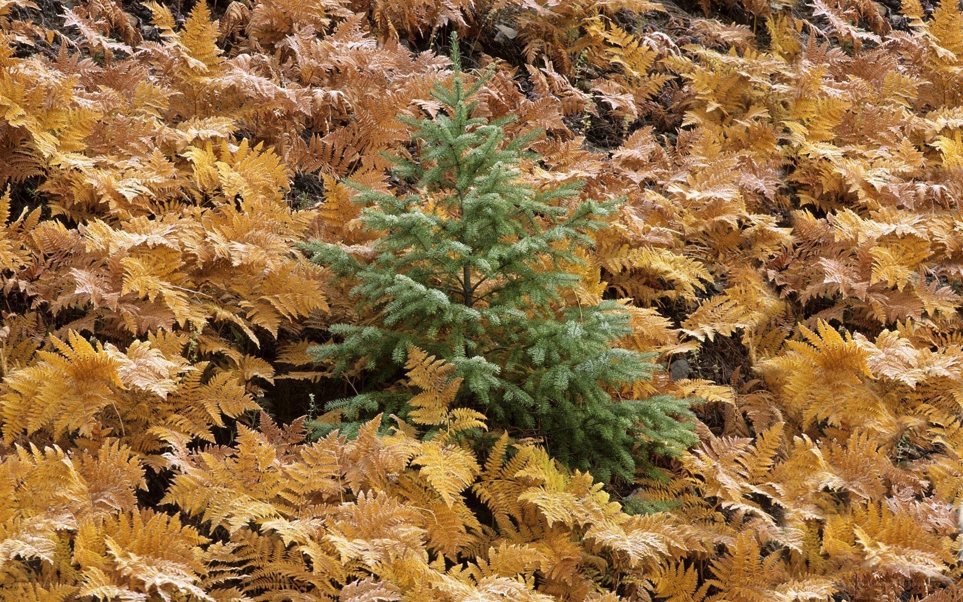 Young tree among ferns