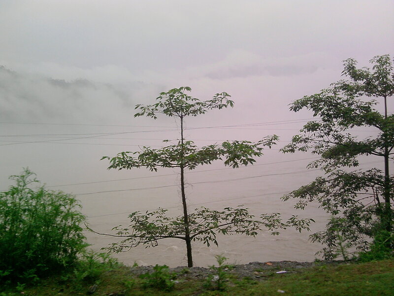 Young Tree by River