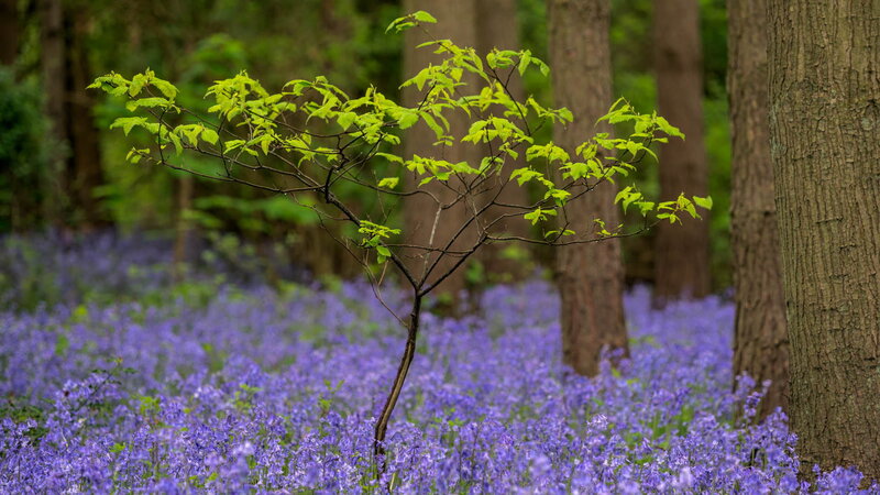 Young Tree in Bluebells