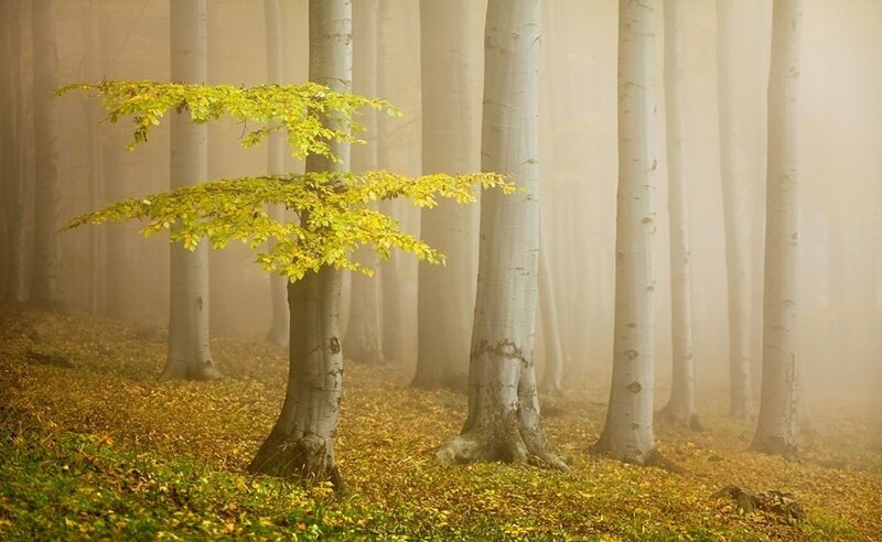 Young Tree in Fog