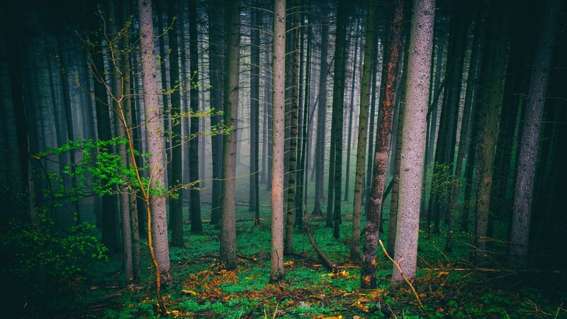 Young Tree in Forest — Green
