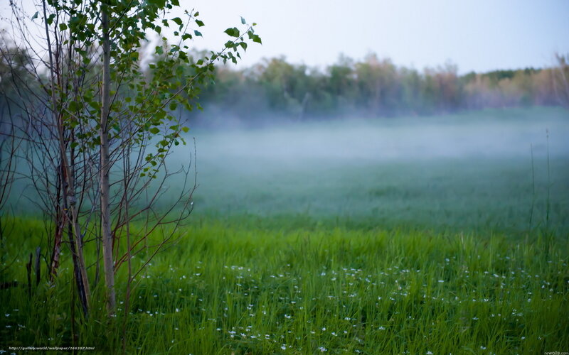 Young Tree in Misty Field