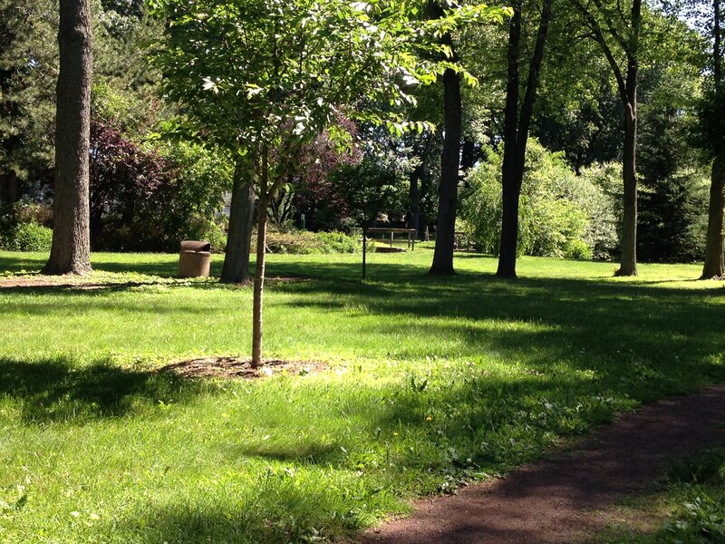 Young Tree in Park