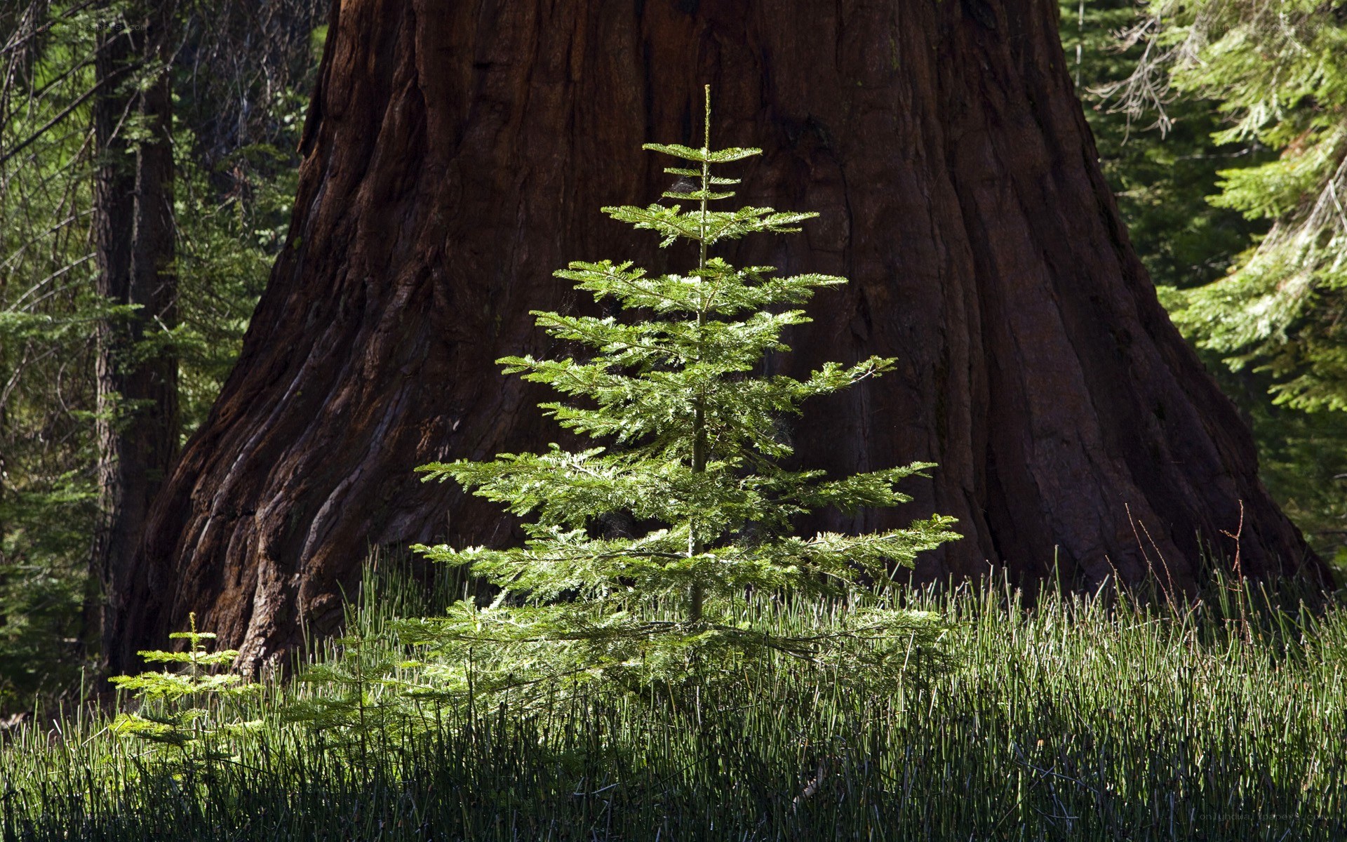 Young tree near giant sequoia