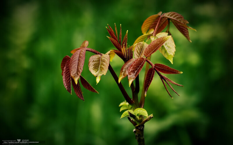 Young Tree Sprout — Green