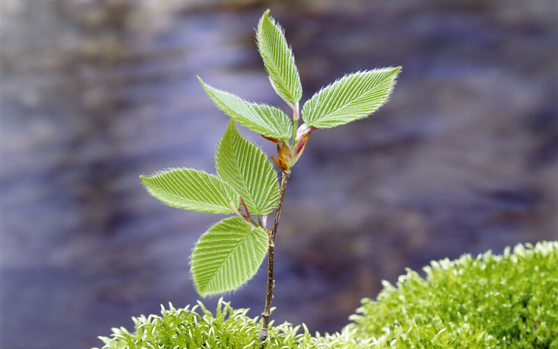 Young Tree Sprout