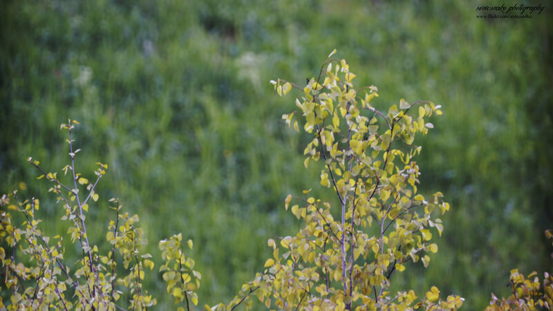 Young tree with yellow leaves