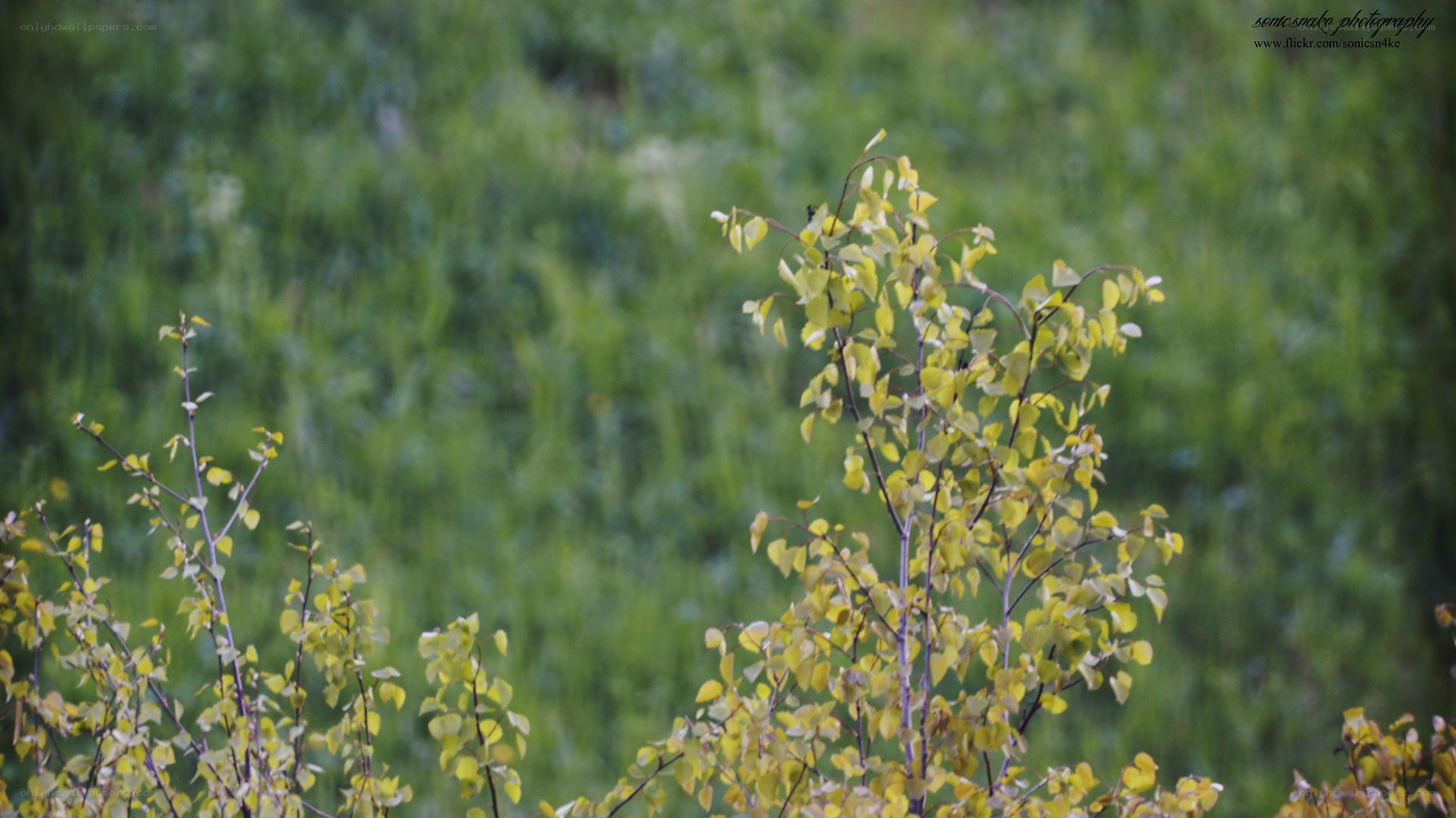 Young tree with yellow leaves