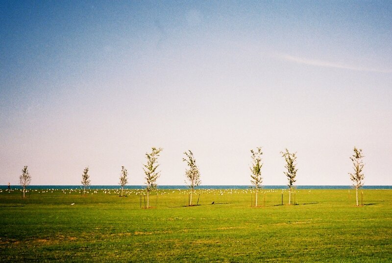 Young Trees in Field