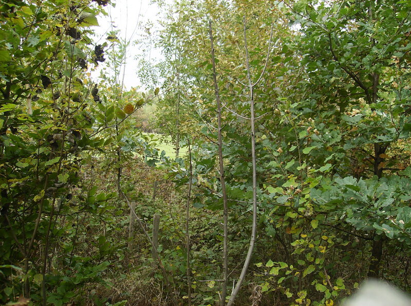Young Trees in Forest