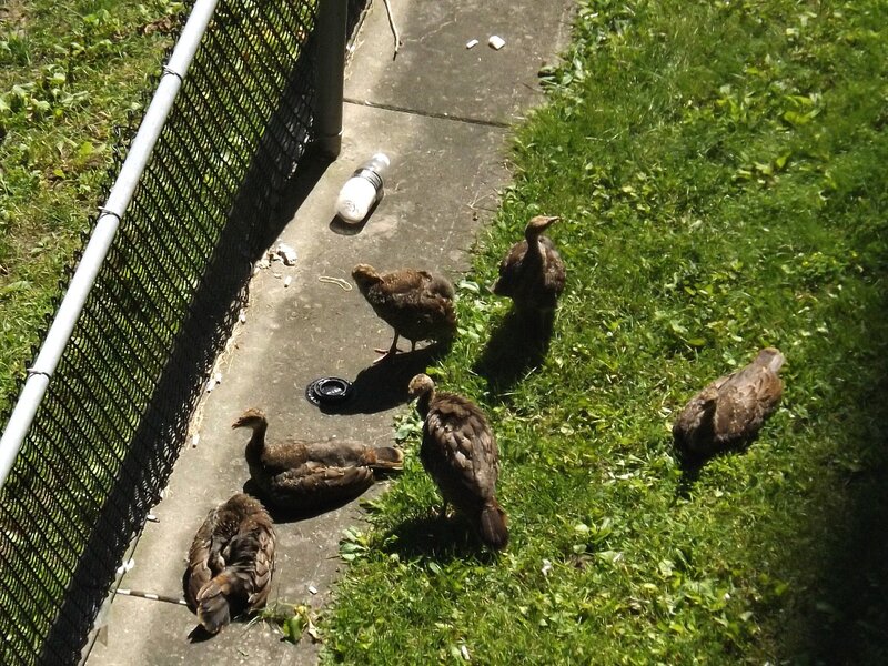 Young Turkeys on Grass
