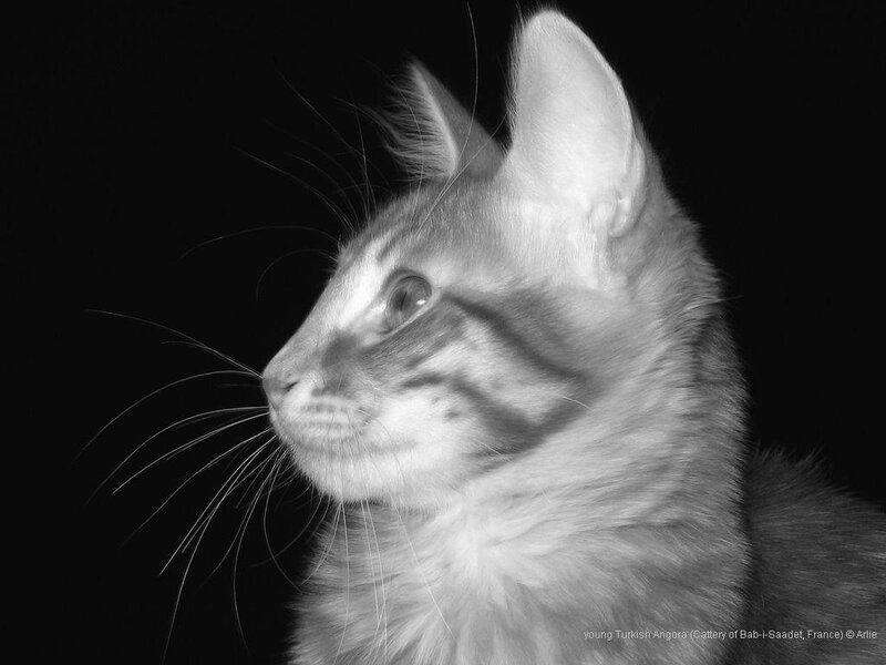 Young Turkish Angora Cat