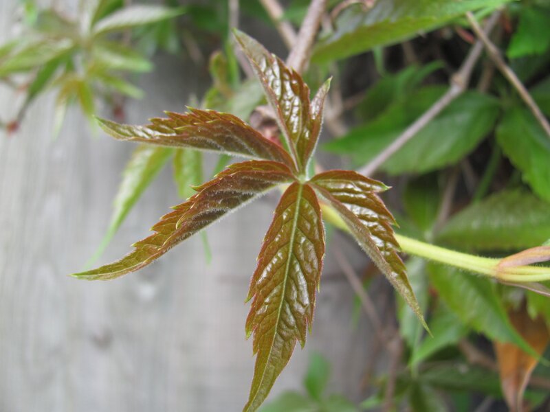 young vine leaf close-up