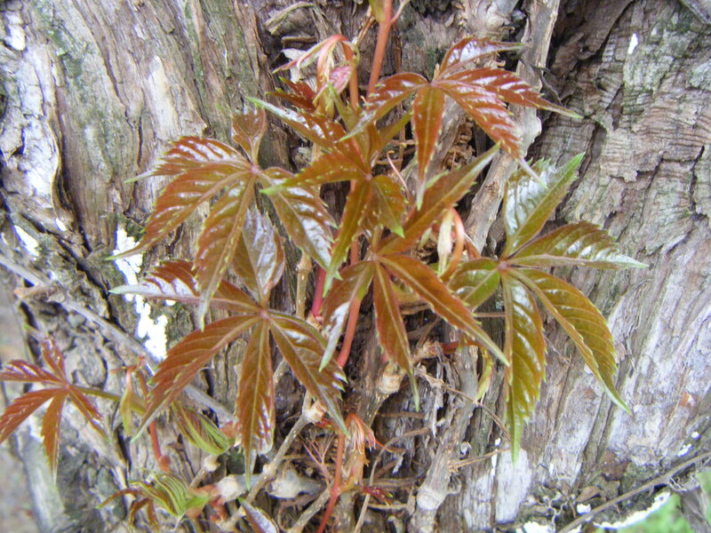 Young Vine Leaves on Tree