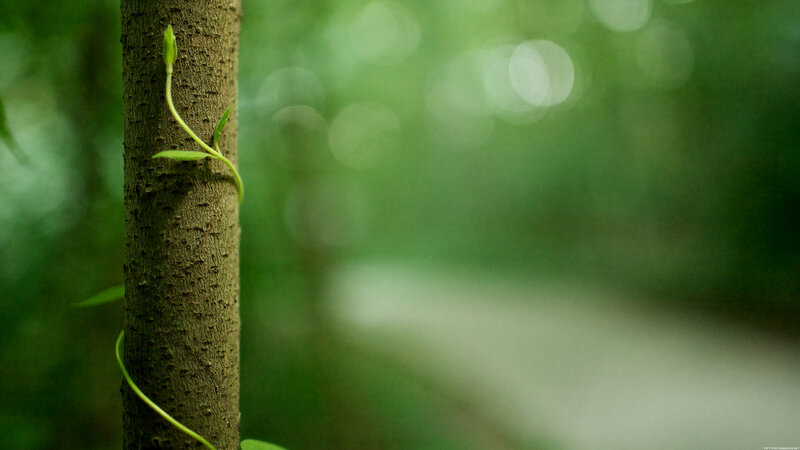 Young vine on tree trunk