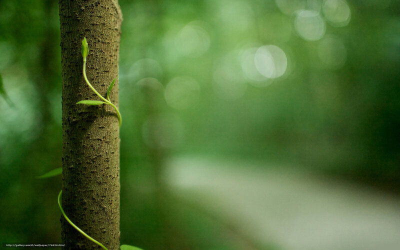 Young vine on tree trunk