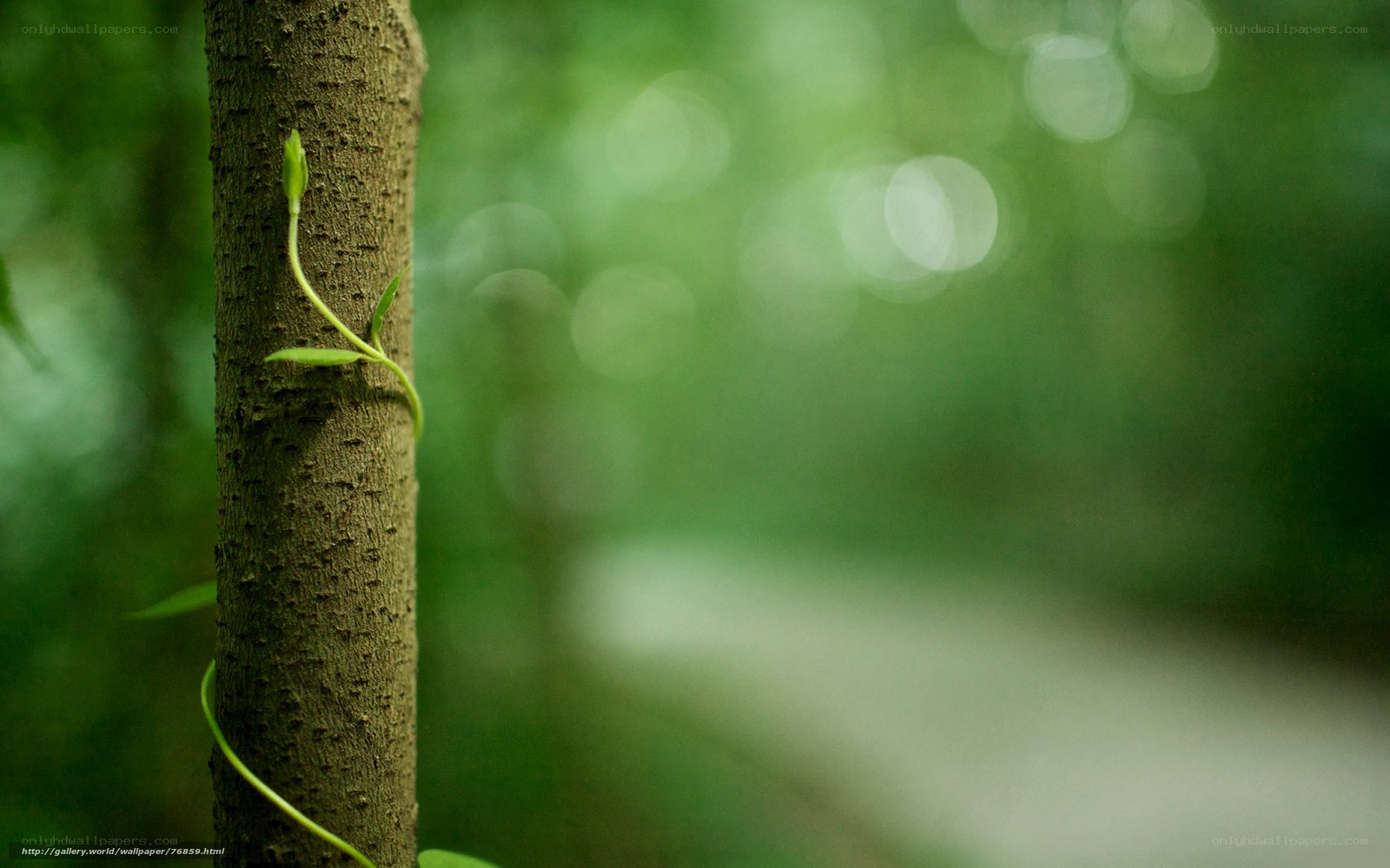 Young vine on tree trunk