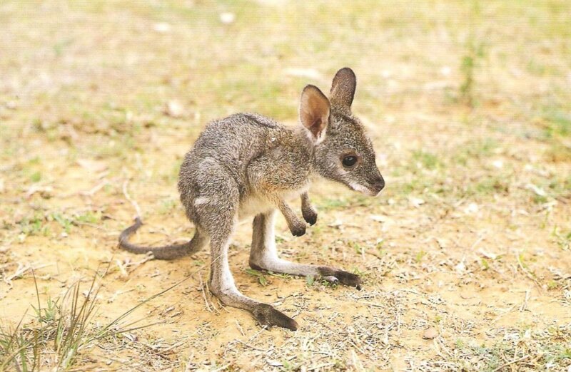 Young Wallaby on Ground