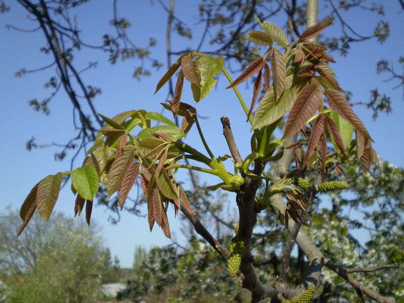 Young Walnut Tree Branch