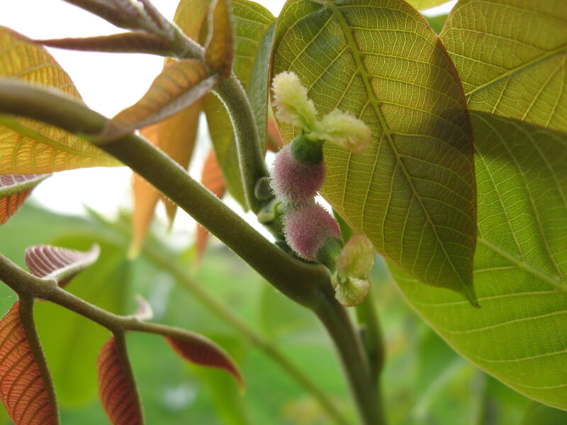 Young Walnut Tree Buds