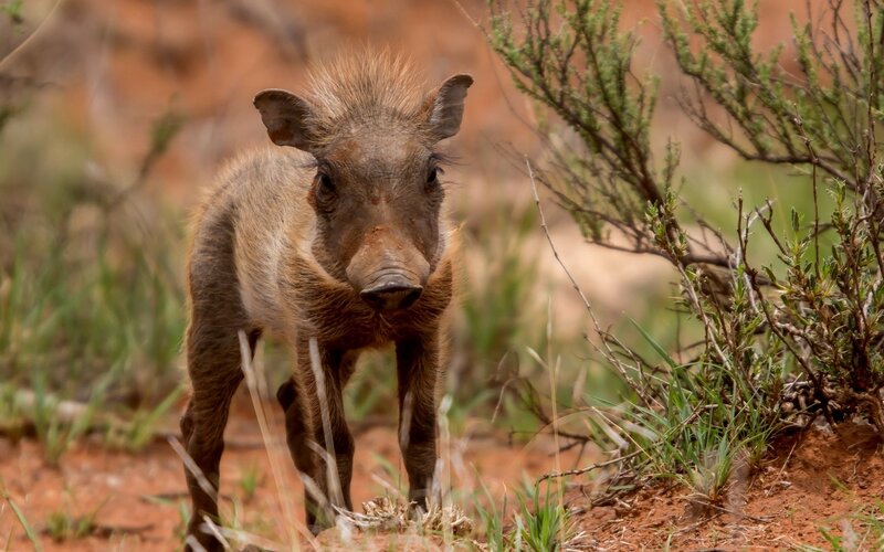 Young Warthog Standing