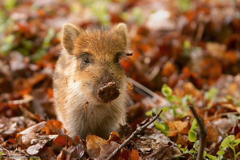 Young Wild Boar in Leaves — Brown