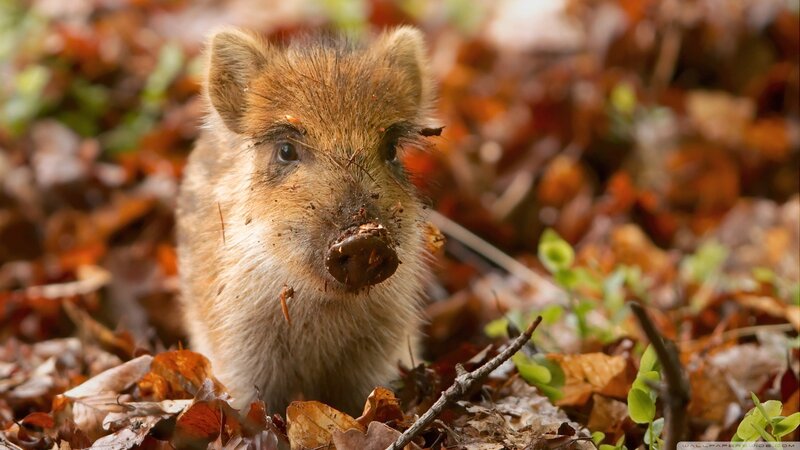 Young Wild Boar in Leaves