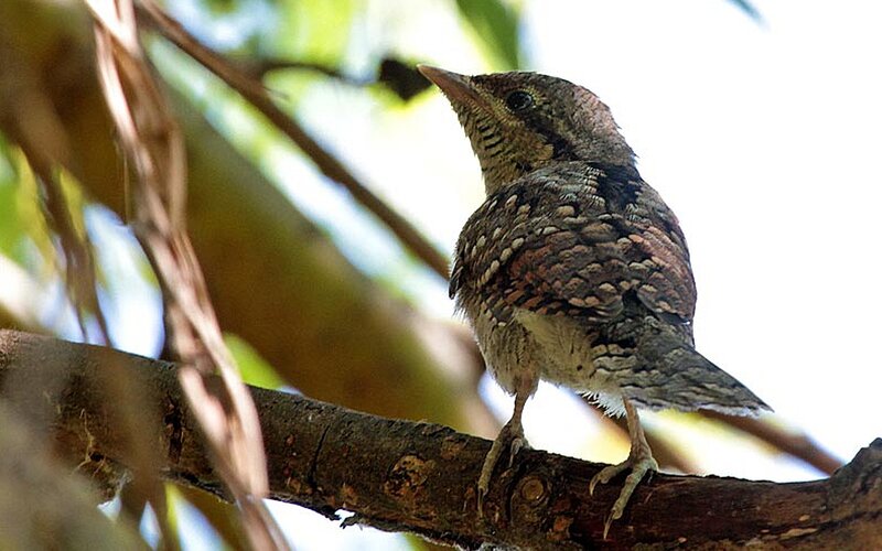 Young Wryneck Bird