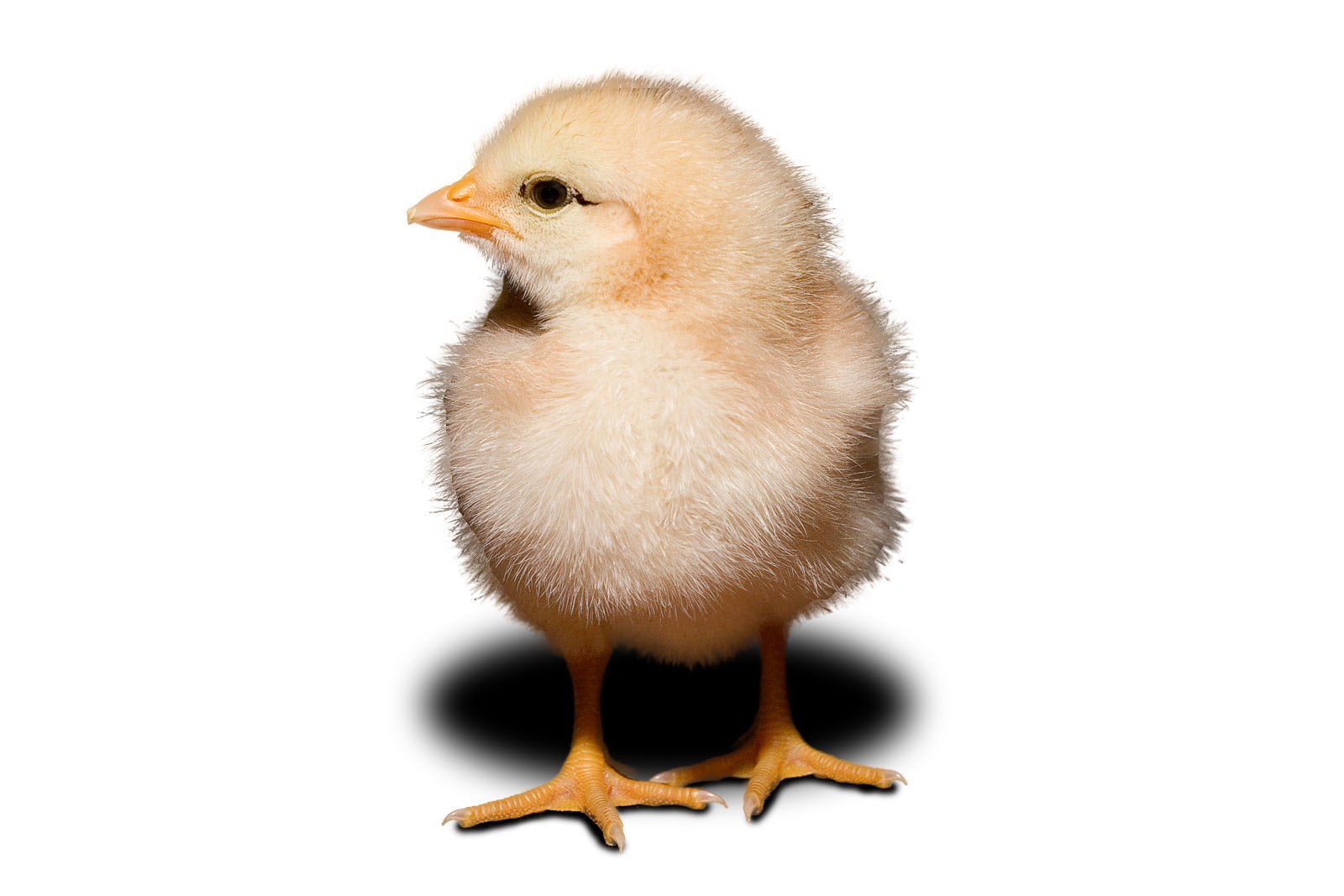Young yellow chick standing