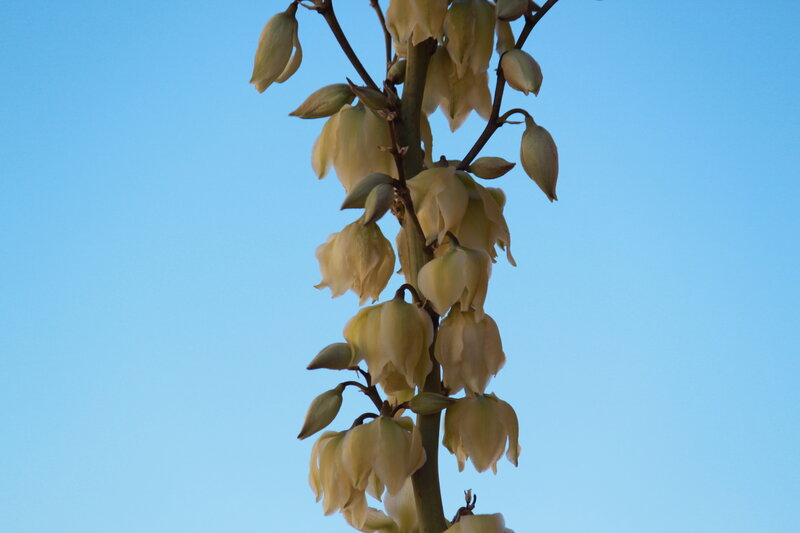 Yucca Flower Stalk — Blue