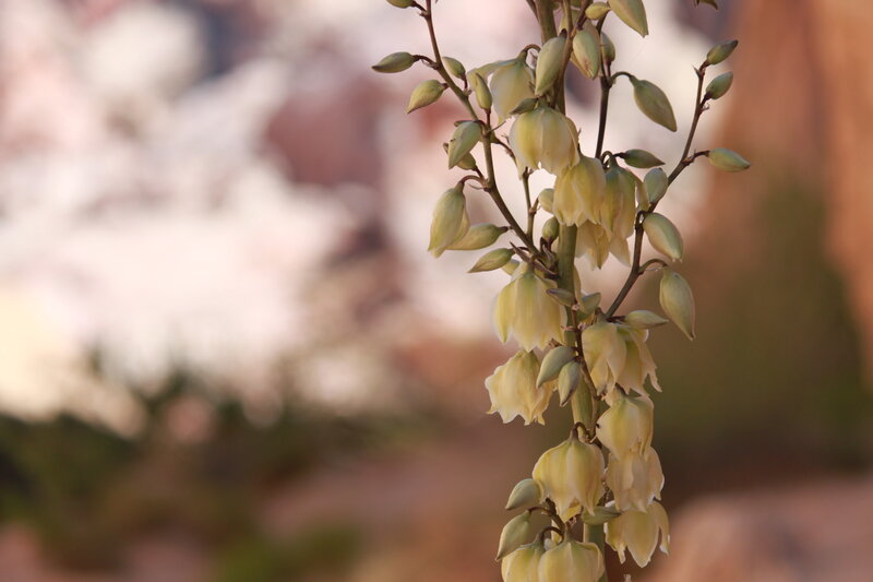 Yucca Flower Stalk