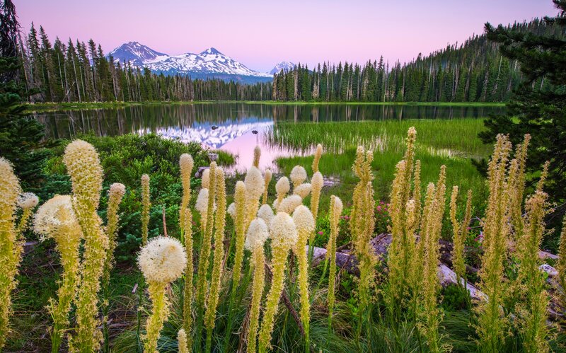 Yucca Flowers by Lake