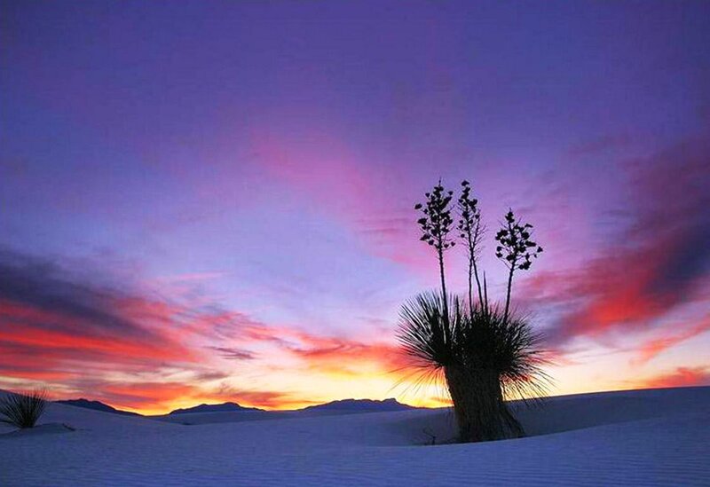 Yucca Plant in Desert