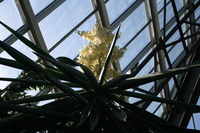 Yucca Plant in Greenhouse