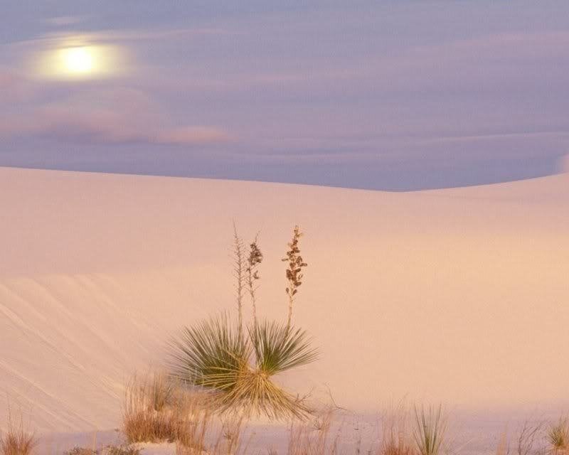 Yucca Plant in Sand Dunes