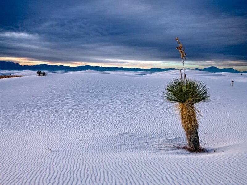 Yucca Plant in Sand Dunes — White, Dramatic, Sunset