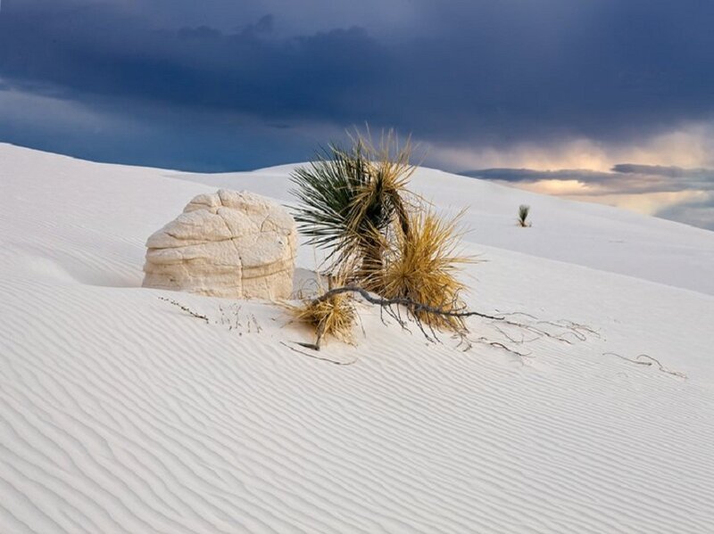 Yucca Plant in Sand Dunes — White, Dramatic