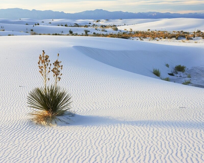 Yucca Plant in Sand Dunes — White, Serene, Morning, Photograph, Sand Dunes, Mountains, Vegetation, Blue, Green