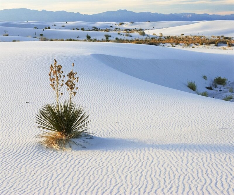 Yucca Plant in Sand Dunes — White, Serene, Morning, Photograph