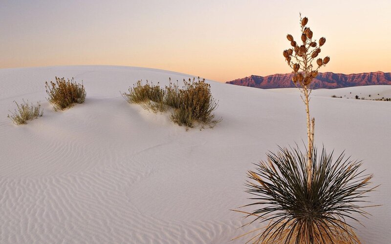 Yucca Plant in Sand Dunes — White, Serene, Sunset, Photograph, Sand Dunes, Mountains, Sky