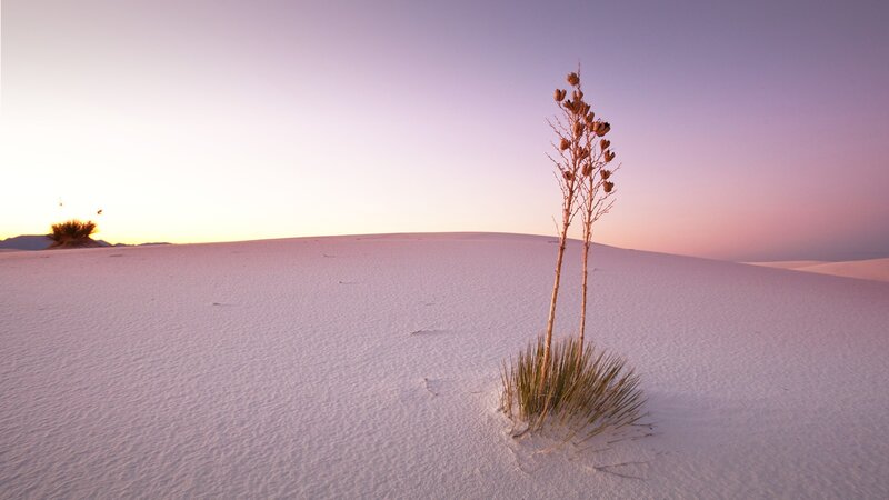 Yucca Plant in Sand Dunes — White, Serene, Sunset, Photograph