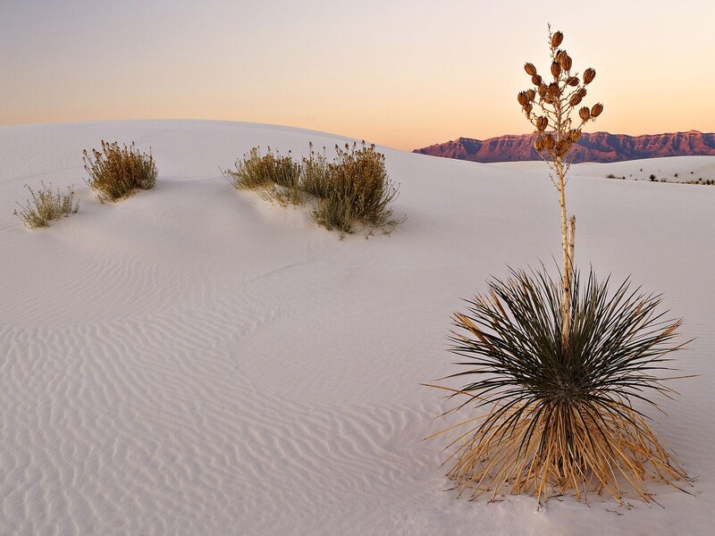 Yucca Plant in Sand Dunes — White, Serene, Sunset
