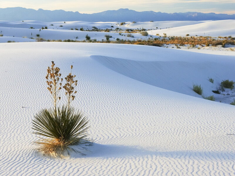 Yucca Plant in Sand Dunes — White