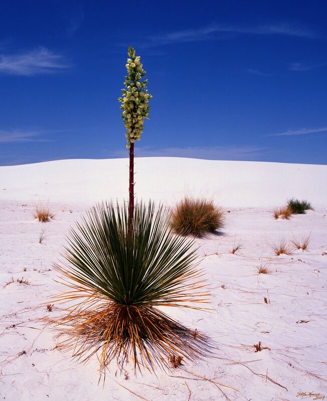 Yucca plant in white sand dunes