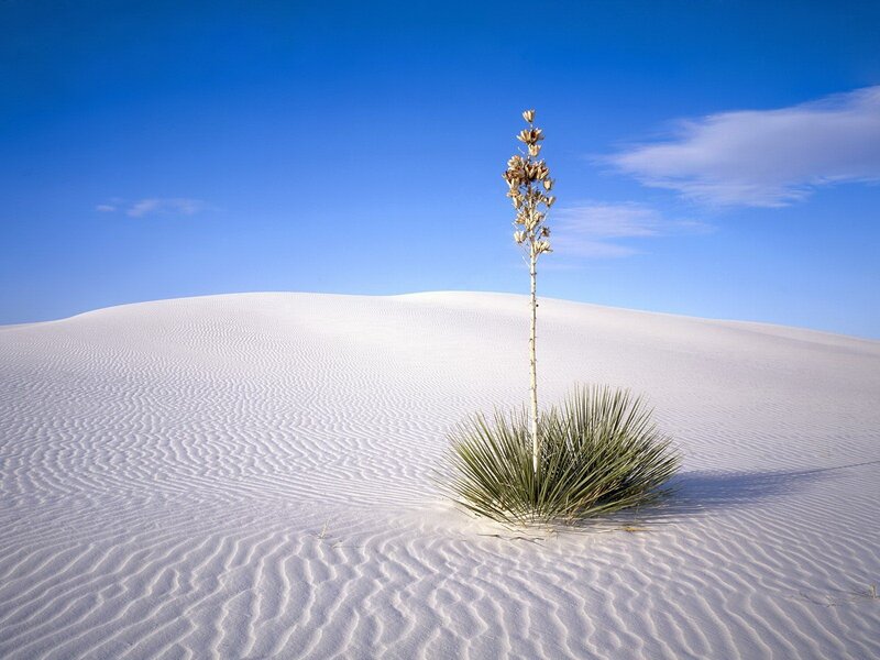 Yucca plant in white sand dunes