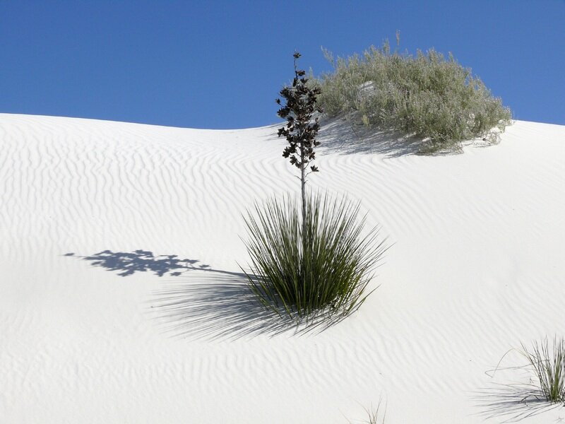 Yucca Plant on Sand Dune